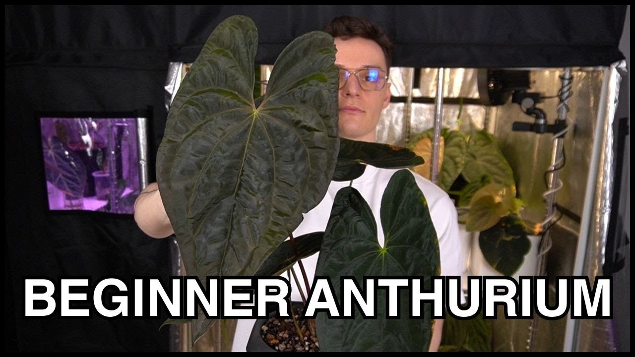 Best Beginner Friendly Anthurium