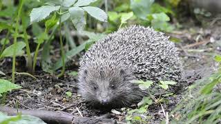 Белогрудый еж - Southern white-breasted hedgehog - Erinaceus roumanicus