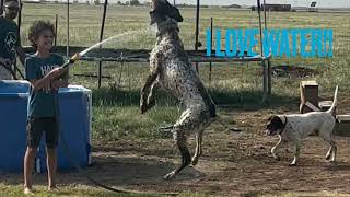 Meet Hoss - Texas GSP Rescue