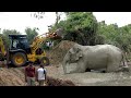 Translocating of a wild jumbo elephant  amazing elephant transport mission  wildlife