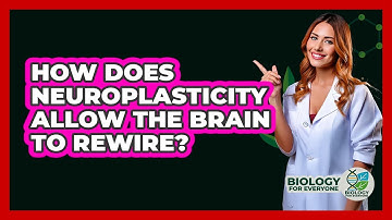 How Does Neuroplasticity Allow The Brain To Rewire? - Biology For Everyone
