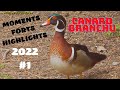 Canard branchu   moments forts 1 nichoir 2022  aventure oiseaux nature