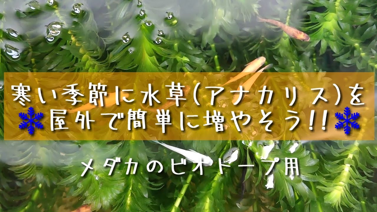 寒い季節に水草 アナカリス を屋外で簡単に増やそう メダカのビオトープ用 Youtube