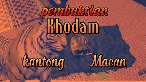 Tes Pusaka KANTONG MACAN