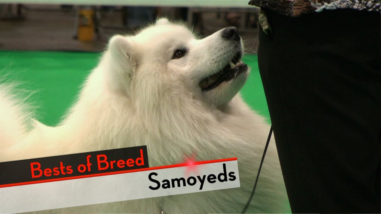 Samoyed - Bests of Breed