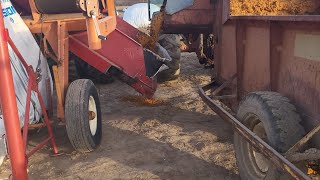 emptying the manure pit and bagging bran