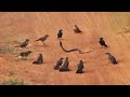 Angry birds gang up  attack snake