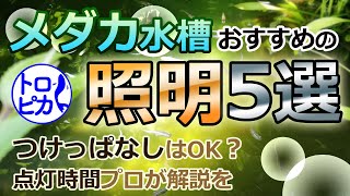 メダカの照明おすすめ5選！つけっぱなしでいいの？点灯時間も解説します！