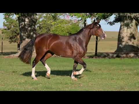 LOTE 02 - BASCA LEONTINA