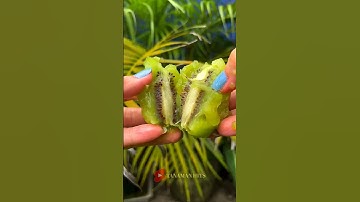 Thumbnail of Apakah pohon kiwi bisa berbuah di Indonesia? #shorts #shortsvideo #fruit #tanamanhits
