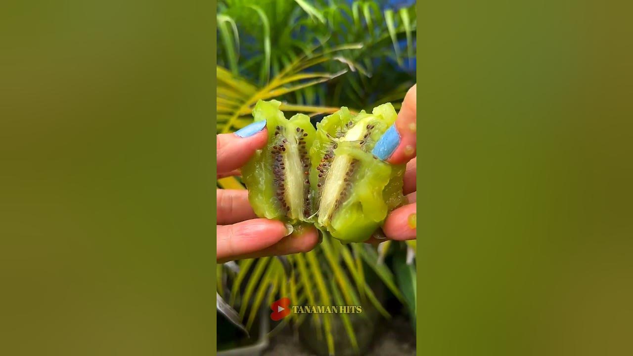 Apakah pohon kiwi bisa berbuah di Indonesia? #shorts #shortsvideo #fruit #tanamanhits