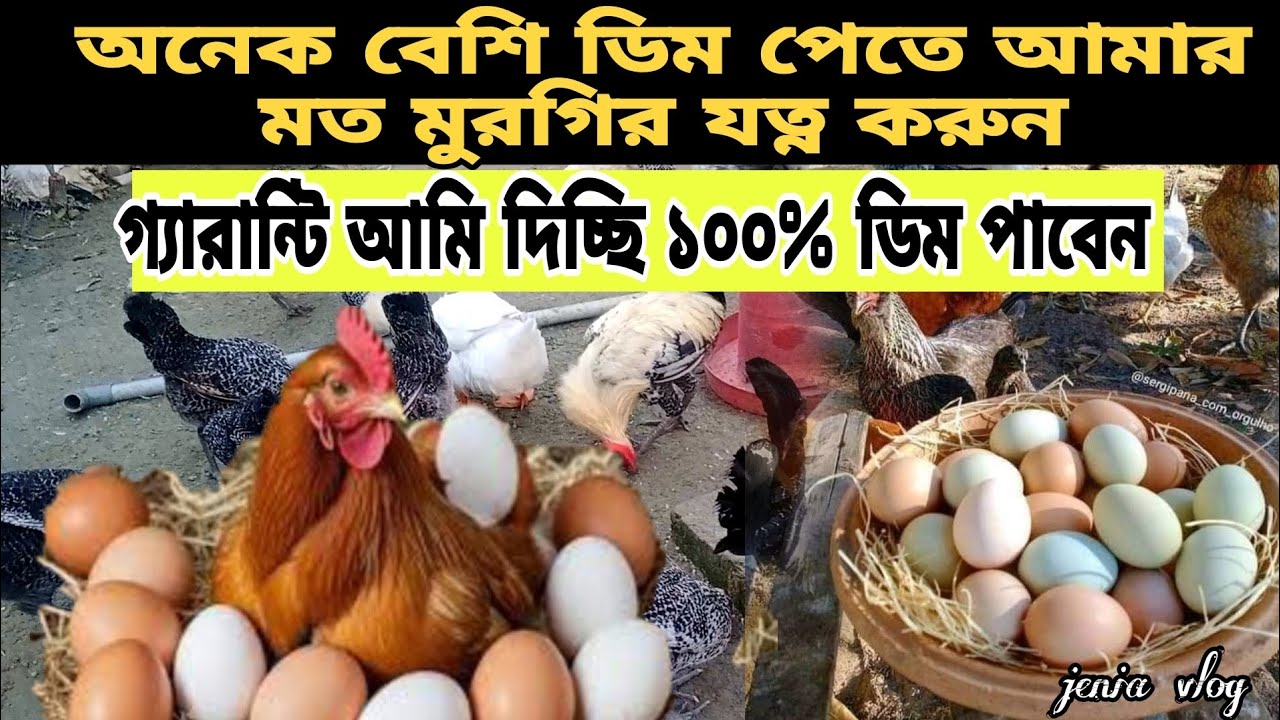 দ্রুত ডিম পারবে এবং রোগমুক্ত থাকবে।সকাল থেকে সন্ধ্যা পর্যন্ত আমার মুরগির যত্ন আমি যেভাবে নিই।