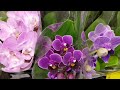 ОРХИДЕИ фаленопсисы в КАСТОРАМА Rainbow Violet Queen CASTORAMA Орхидея Orchid ORCHIDS ОРЕНБУРГ
