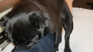 dog humping leg ..funny video