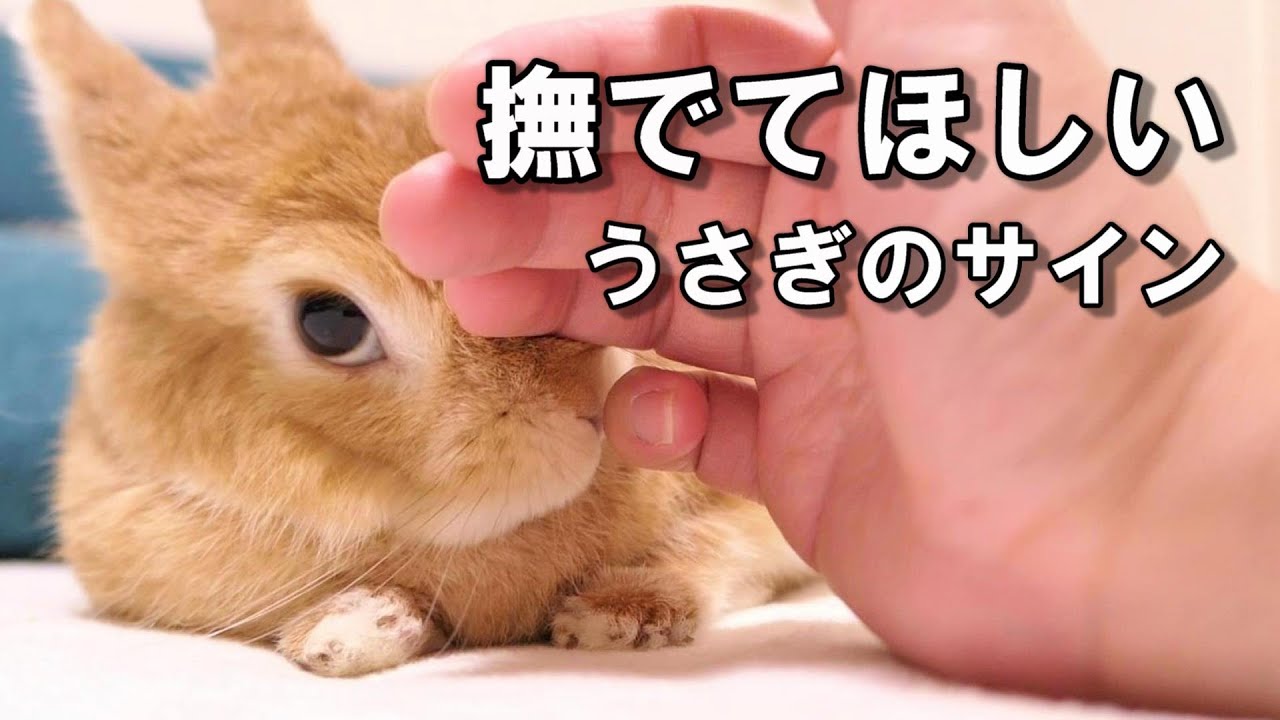 かわいいうさぎさんたち、なでてほしいときは…？仕草の違いが微笑まし 