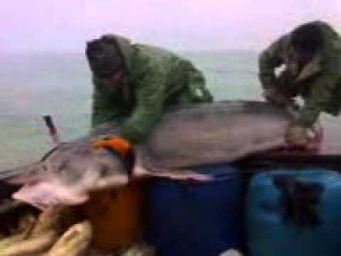 В каспийском море есть акулы В каспийском море есть акулы