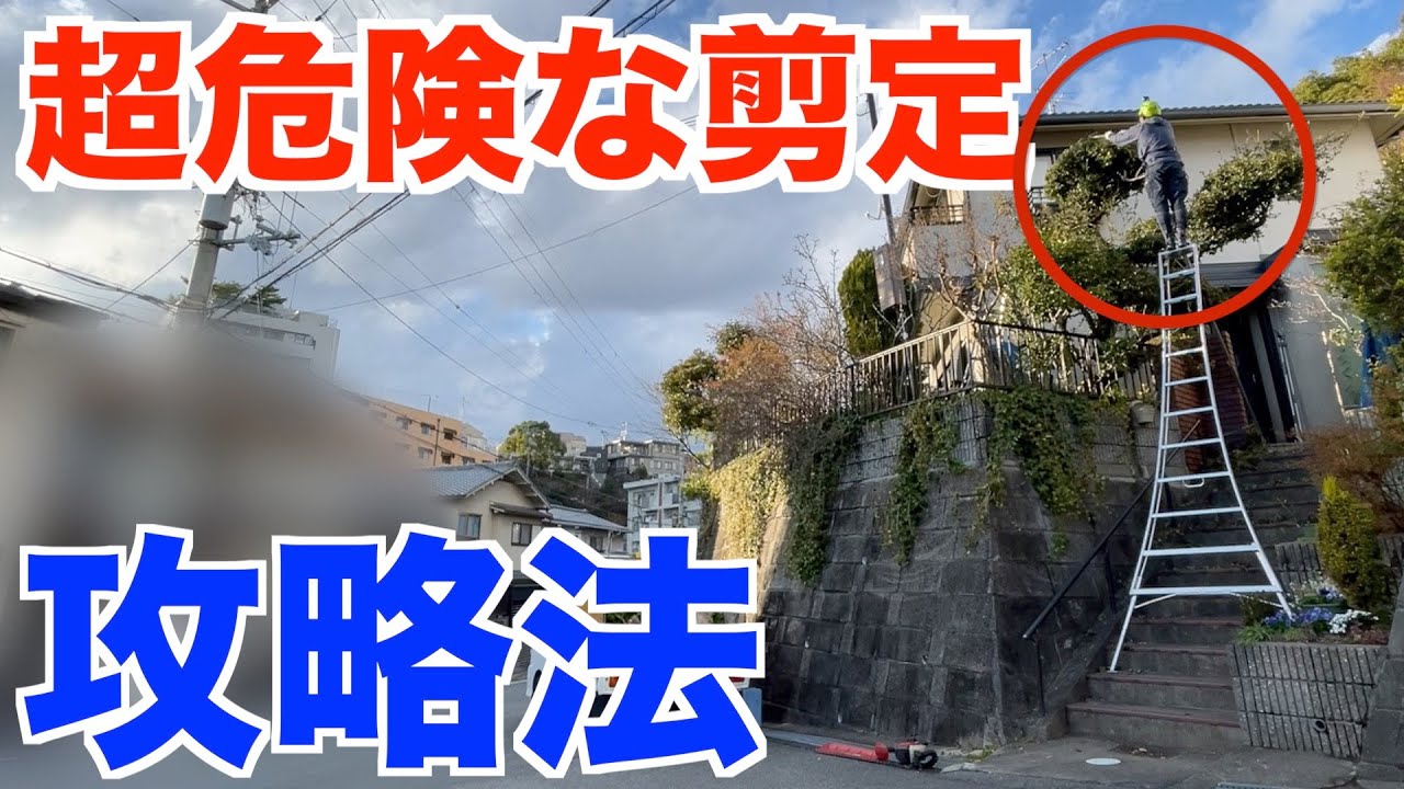 やりにくい場所での高所剪定を庭師が解説【庭師 剪定 ウバメガシ 12月 