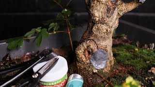 18 Months Bonsai Trunk Progress Of My Field Maple