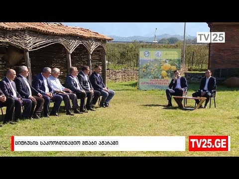 ციტრუსის საკოორდინაციო შტაბი აჭარაში