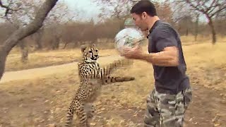 Cheetahs Play Football | Deadly 60 Series 3 | BBC Earth
