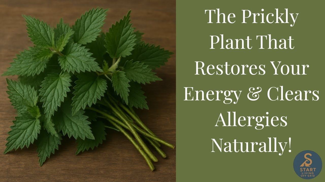 🌿⚡ The Prickly Plant That Restores Your Energy & Clears Allergies Naturally!