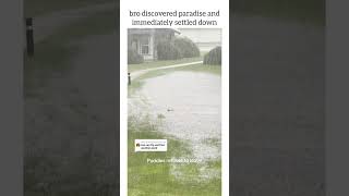 ducks really see a puddle and think “luxury waterfront property”