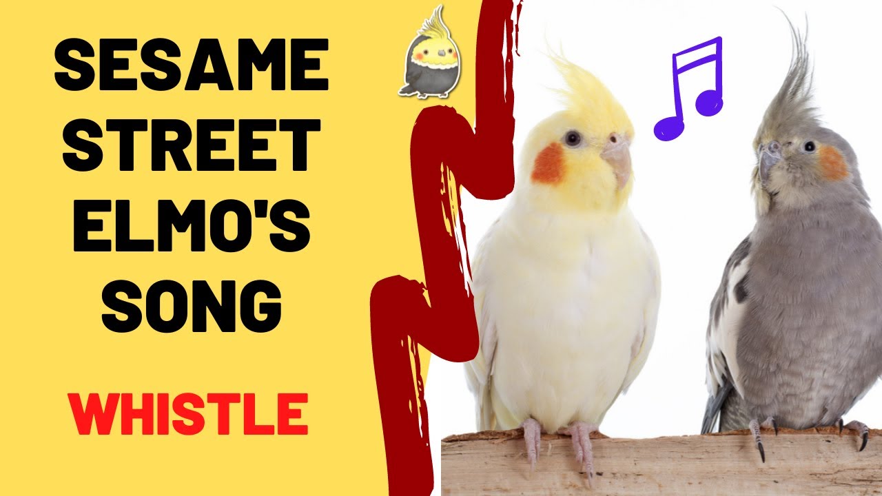 Sesame Street Elmo's Song with Whistle Cockatiel Songs Parrot
