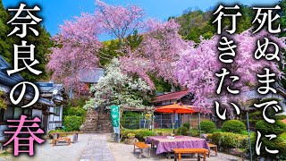 [Second-Known Cherry Blossoms] 5 Scenic Spots in Nara You Want to Visit in Spring - Japan in 4K