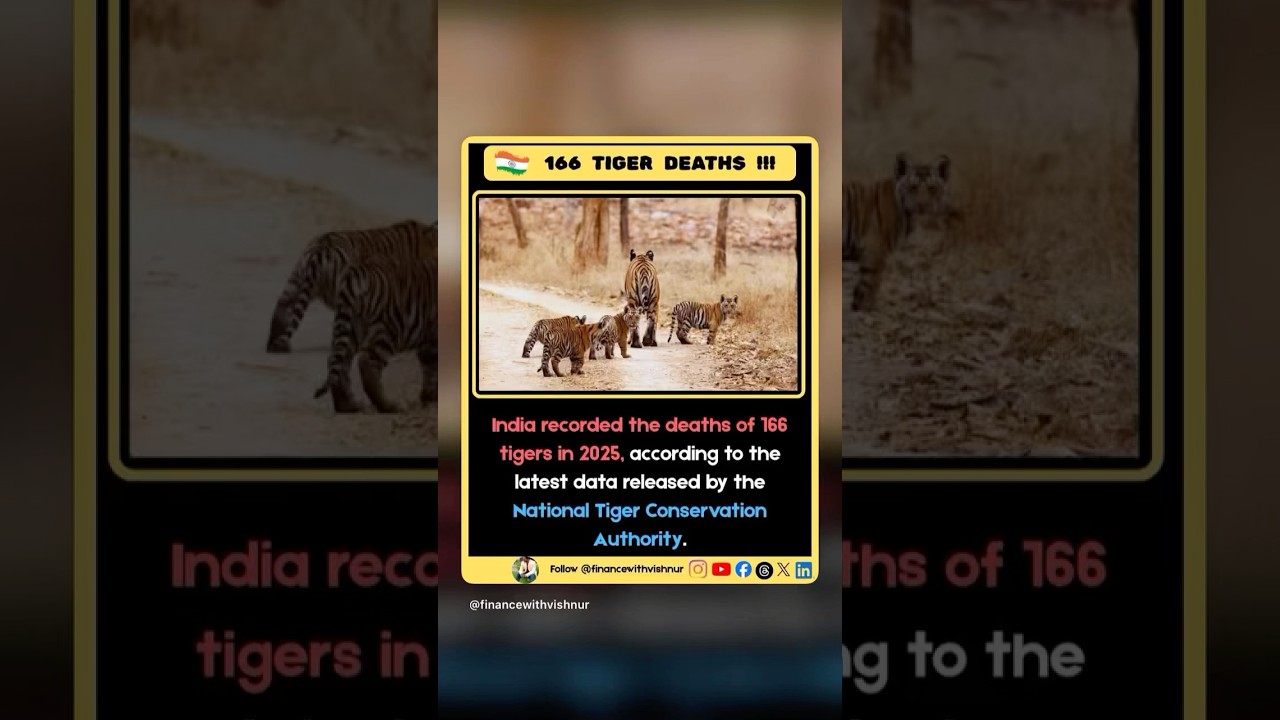 India recorded 166 tiger deaths in 2025. NTCA data highlights why wildlife conservation matters now.