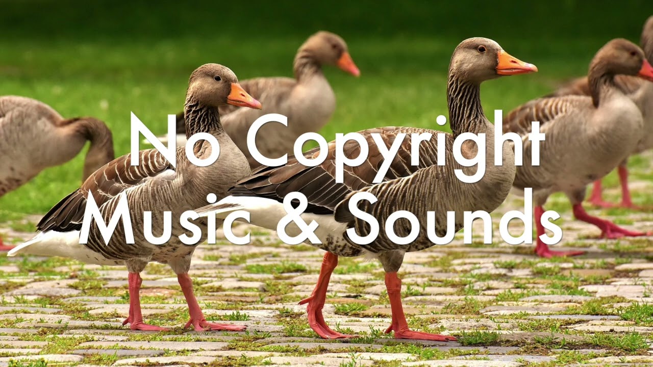 No Copyright Music & Sounds 06 DOMESTIC GEESE NOISES I BIRDS SOUND