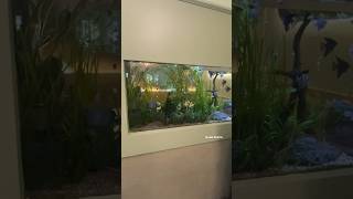 Wall Aquarium 🐠#home#shorts  #homedecor #design #homeideas #model #fish #love