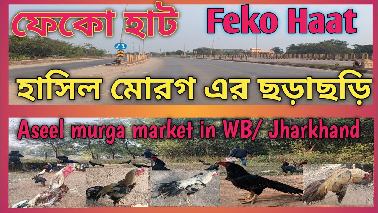 Recent Aseel Murga price update in India#Kukru Haat#Poradih Haat#Balarampur Haat#Feko Haat#Morog hat
