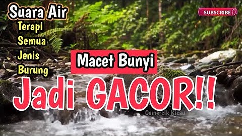MAKIN GACOR‼️ 1 JAM Terapi Burung Alami Tanpa Doping, Suara Gemericik Air Bikin Burung Cepat Bunyi