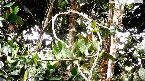 Lanceolated Monklet - Micromonacha lanceolata - www.colombiabirding.com