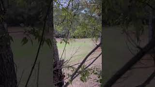 Deer Slipping In To Feed