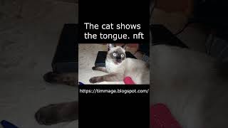 The cat shows the tongue.