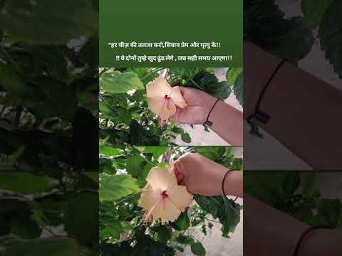 Maine Kaha Phoolon se#youtubeshorts #shortsvideo #motivation