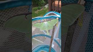 First time hatching a moth pupa. We were overjoyed to find we had a Luna Moth! #beauty #creation