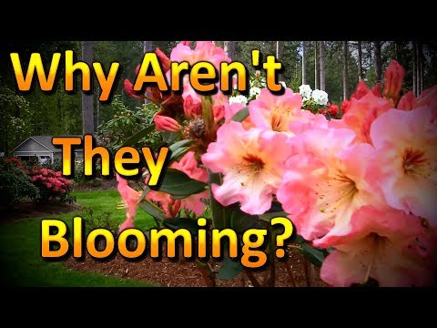 Vidéo: Glads Did Not Flower - Raisons de l'absence de fleurs sur les plantes de glaïeuls