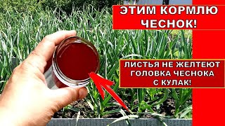 КОРМЛЮ ЧЕСНОК ЭТИМ!ЛИСТЬЯ ЧЕСНОКА НЕ ЖЕЛТЕЮТ.ГОЛОВКА РАСТЕТ С КУЛАК.Органоминеральная подкормка ИЮНЬ