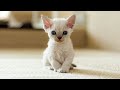 Cute Kittens Will Warm Your Heart! Cutest Devon Rex の動画、YouTube動画。