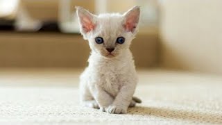 Cute Kittens Will Warm Your Heart Cutest Devon Rex