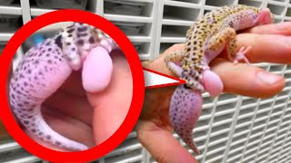 FREAKS OF NATURE!! MY MUTANT REPTILES!! | BRIAN BARCZYK FREAKS OF NATURE!! MY MUTANT REPTILES!! | BRIAN BARCZYK