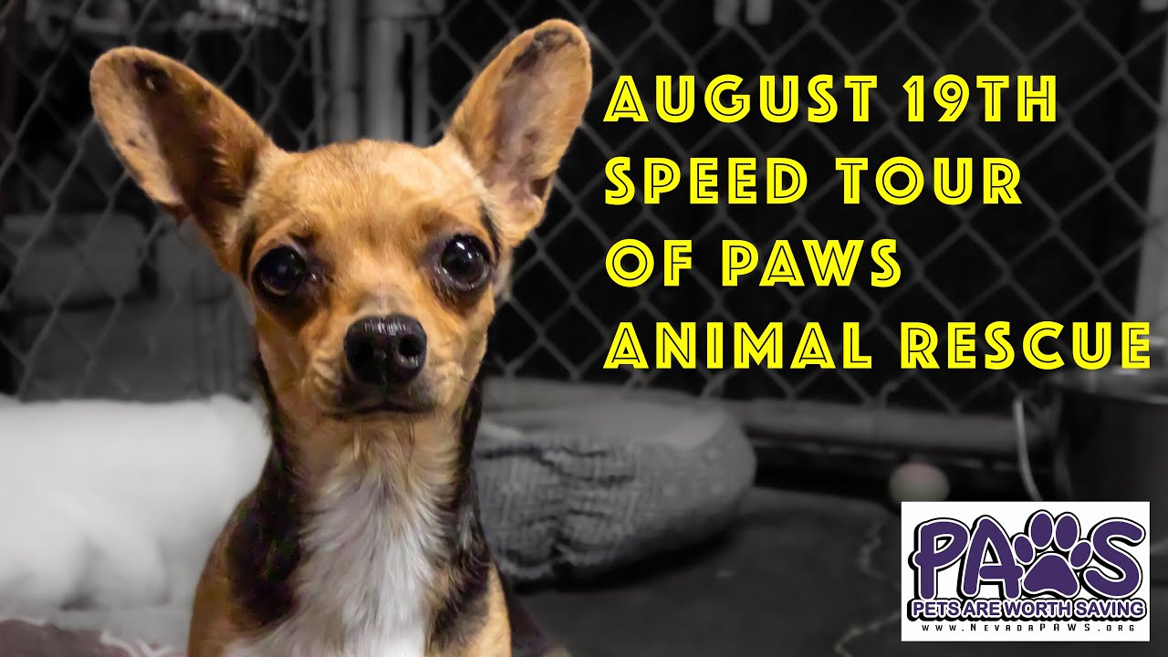 Speed Tour of PAWS Animal Rescue Includes the new Chihuahua Puppies