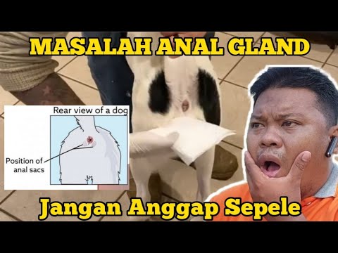 Video: Kesehatan Anjing: Memahami Masalah Kelenjar Anal