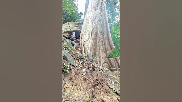 Cutting Down a GIANT 600-Year-Old Tree! 😳