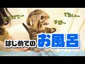 初めてのお風呂が怖くて鳴き叫んじゃいました【子猫/スコティッシュフォールド】