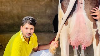💎DIAMONDS🐄AVAILABLE FOR SALE🏆HF&JERSEY🥇#ksdairyfarm 8194844494🤙🏻9779848335 #punjab #farm #cow