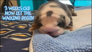 English Bulldog Puppies Learning To Walk #englishbulldog #puppy #puppyworld