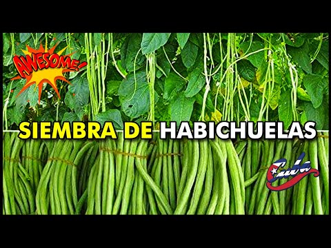 Video: Cultivo de habichuelas: Aprende a cultivar habichuelas en el jardín